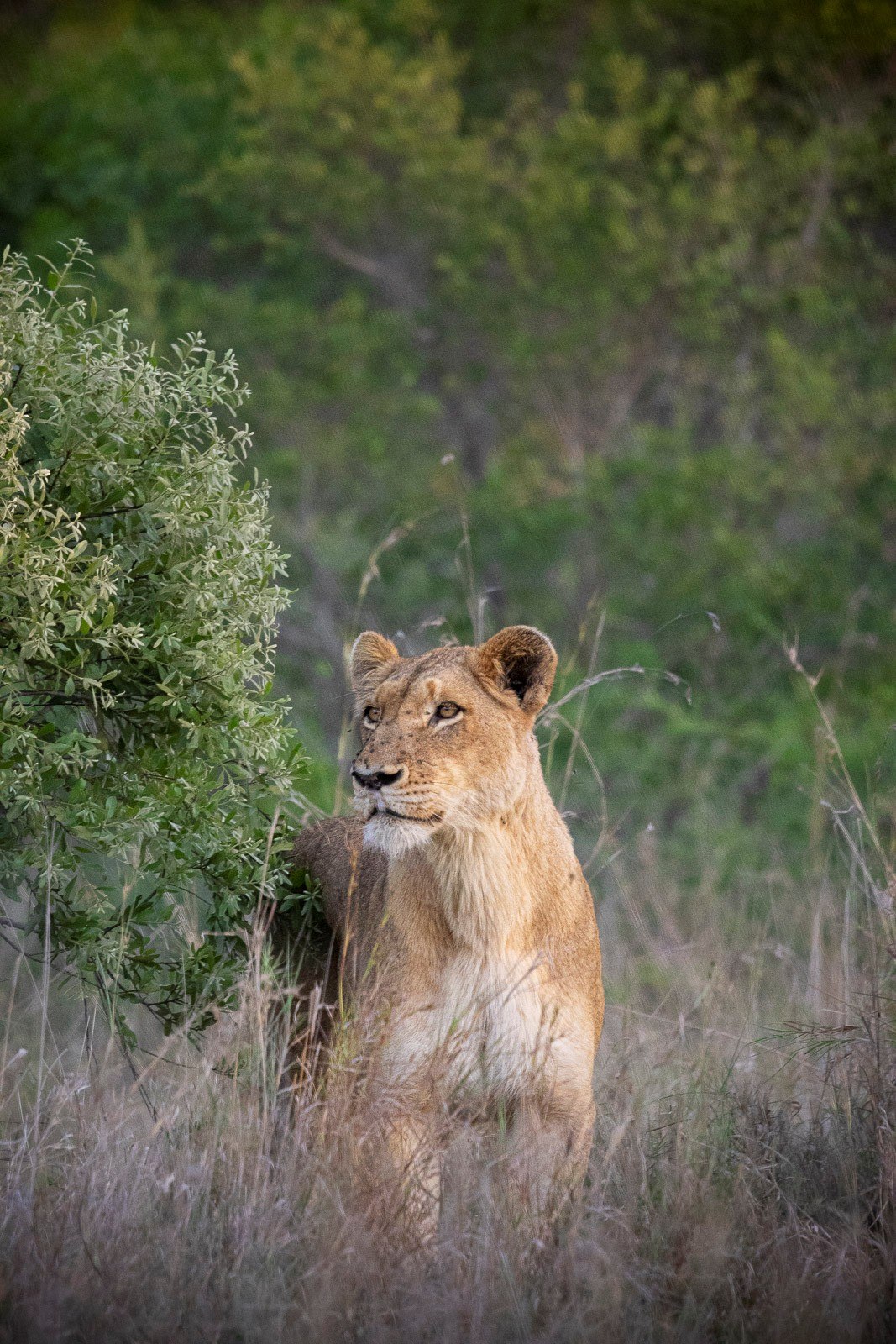 A Southern Pride lioness emerges from the bush
