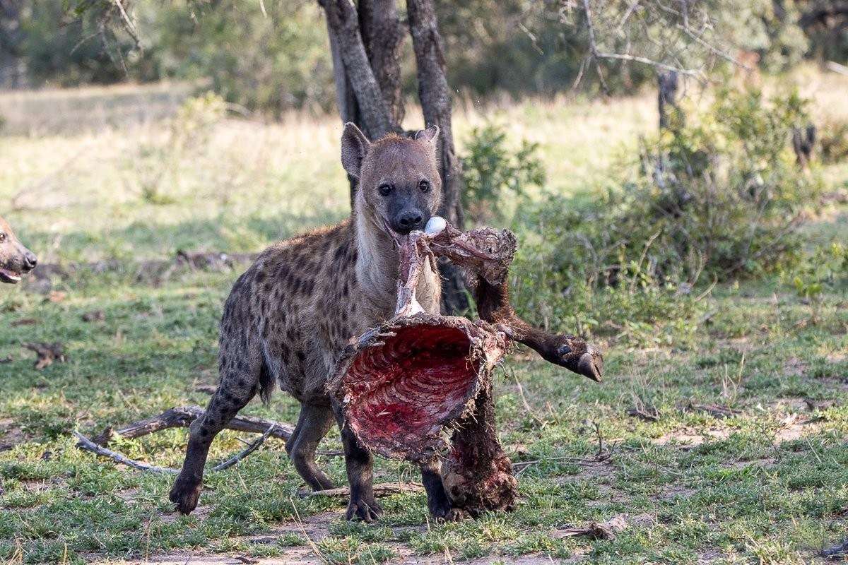 A spotted hyena eating on the remains of a buffalo carcass