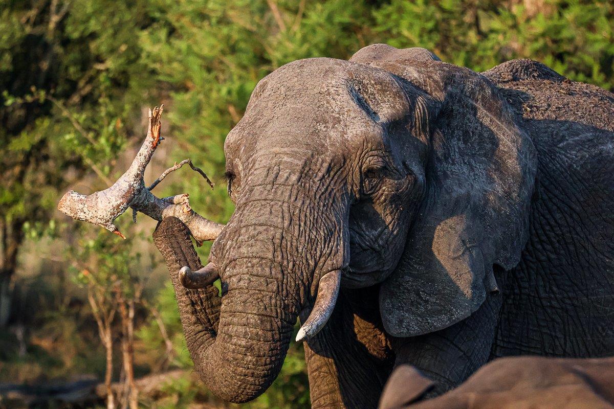 A female elephant feeding off a Marula tree she had previously pushed over. 