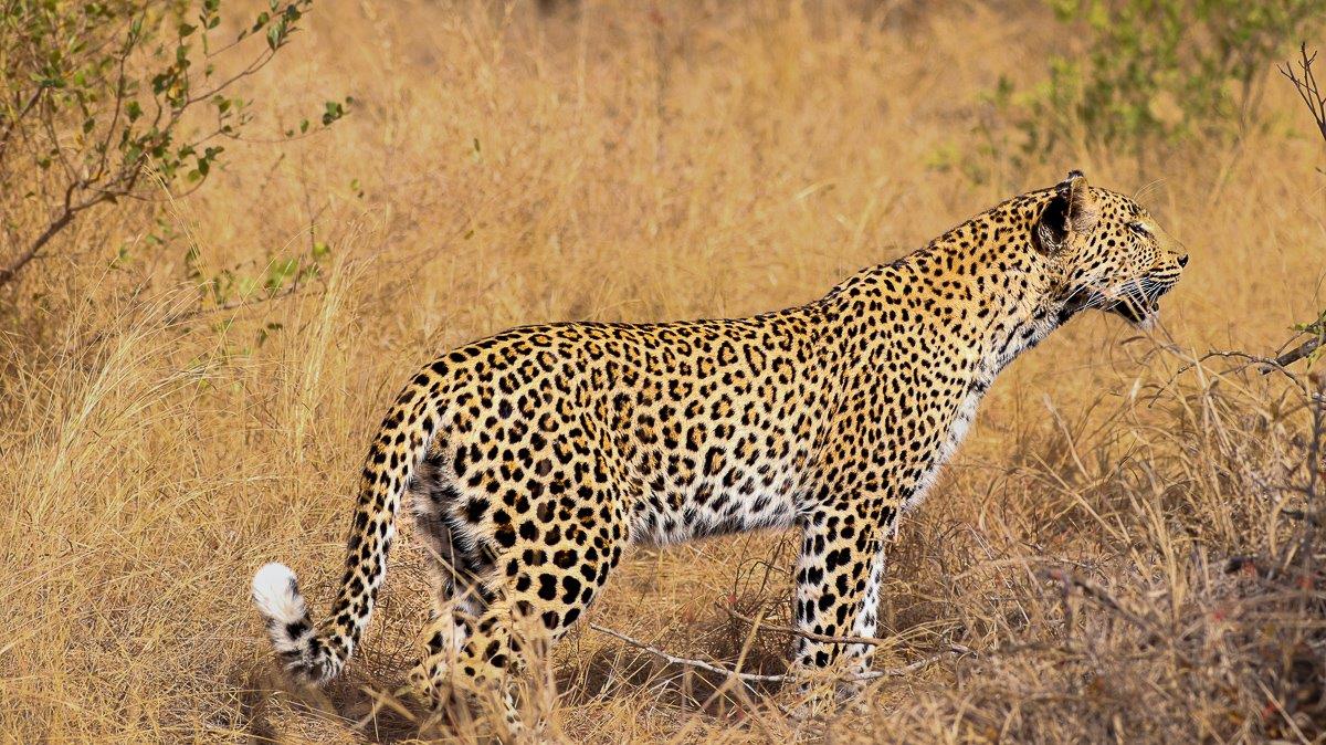 Golonyi, the leopard, blending into the golden grass as she moves stealthily in search of prey.