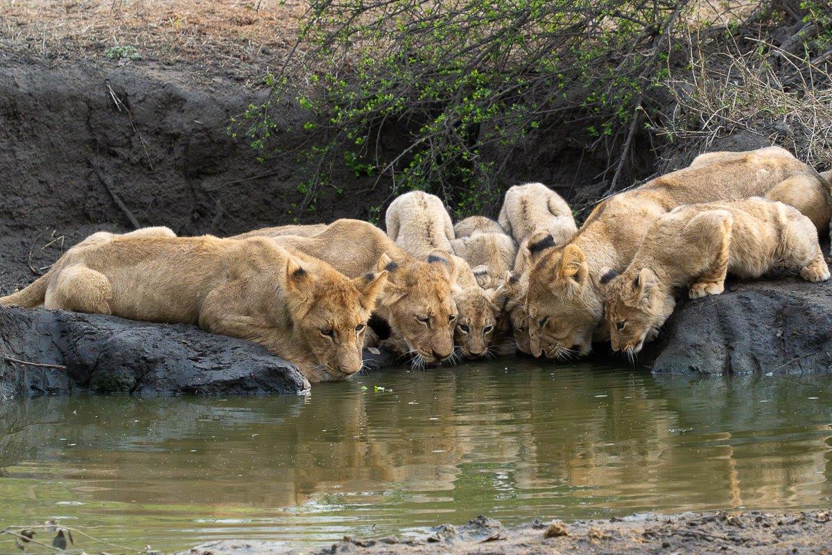 Msuthlu Pride of lions gathered at a waterhole, all drinking together.