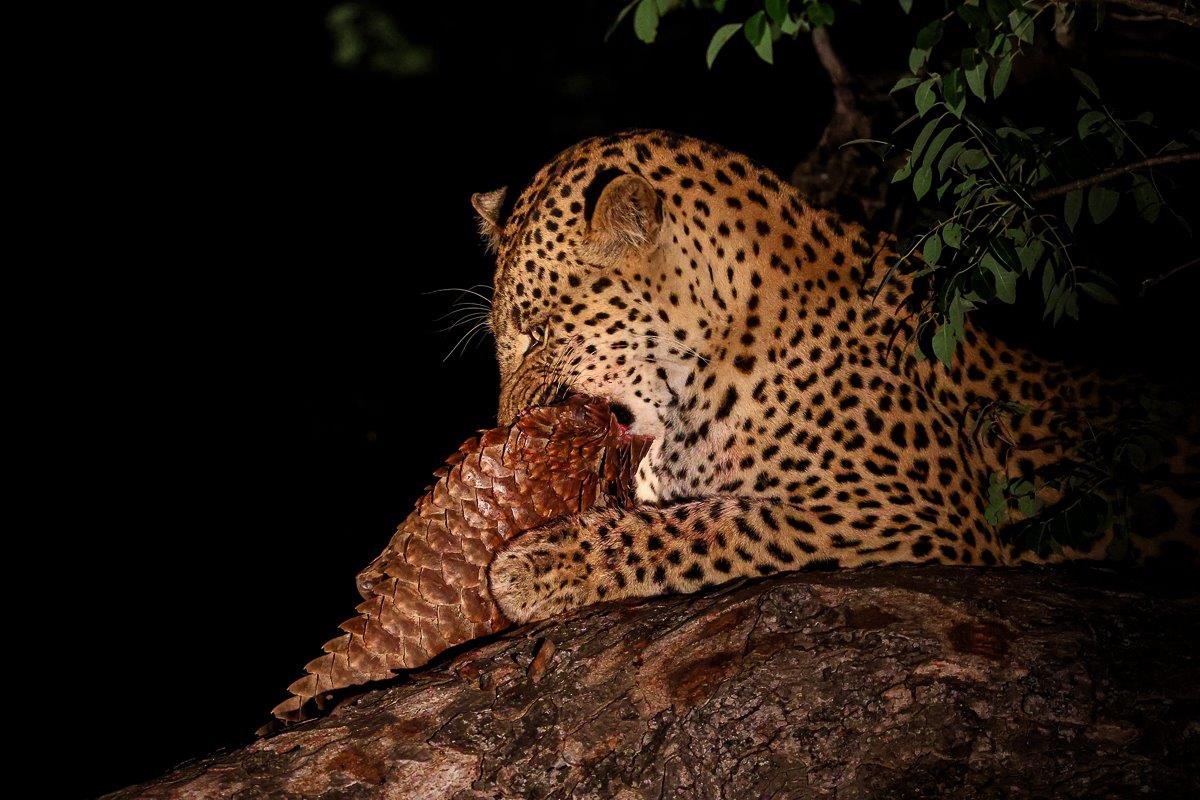 In a tree, Nkuwa devours his catch, a ground pangolin. In a tree, Nkuwa devours his catch, a ground pangolin.