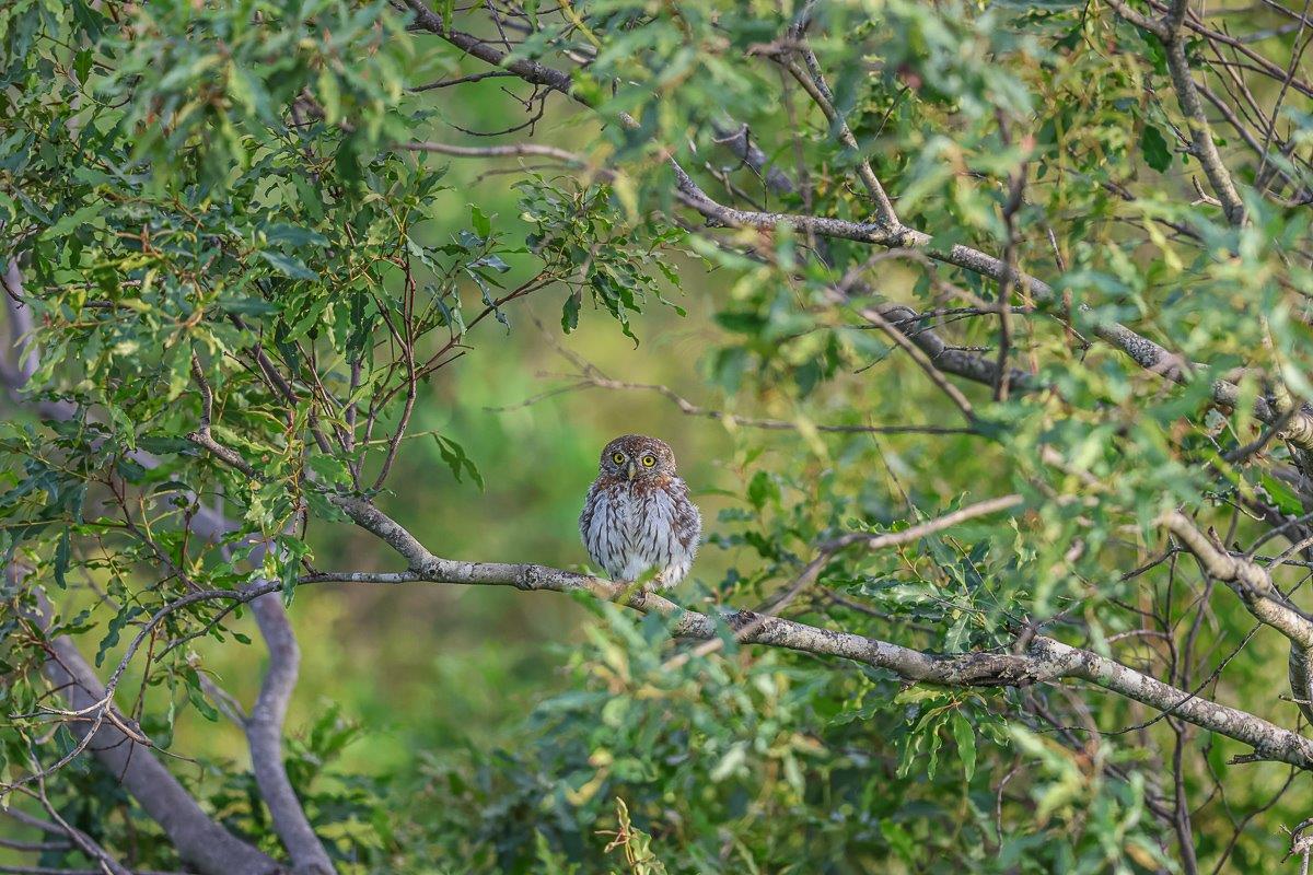 Sabi Sabi Ruan Mey Pearl Spotted Owlet
