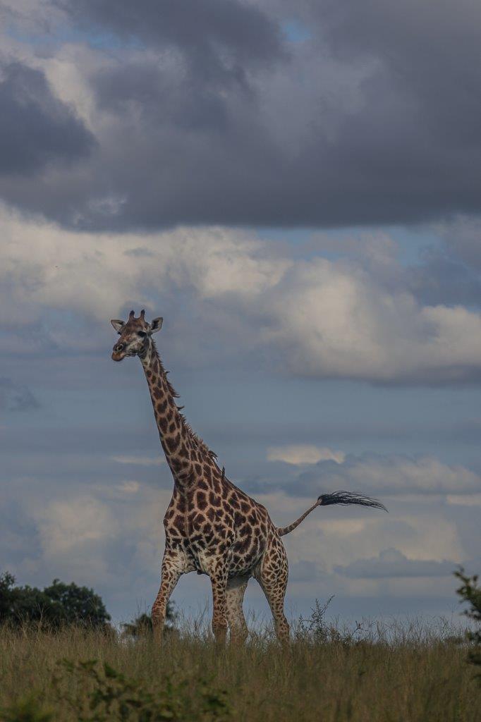 A lone giraffe. A lone giraffe.