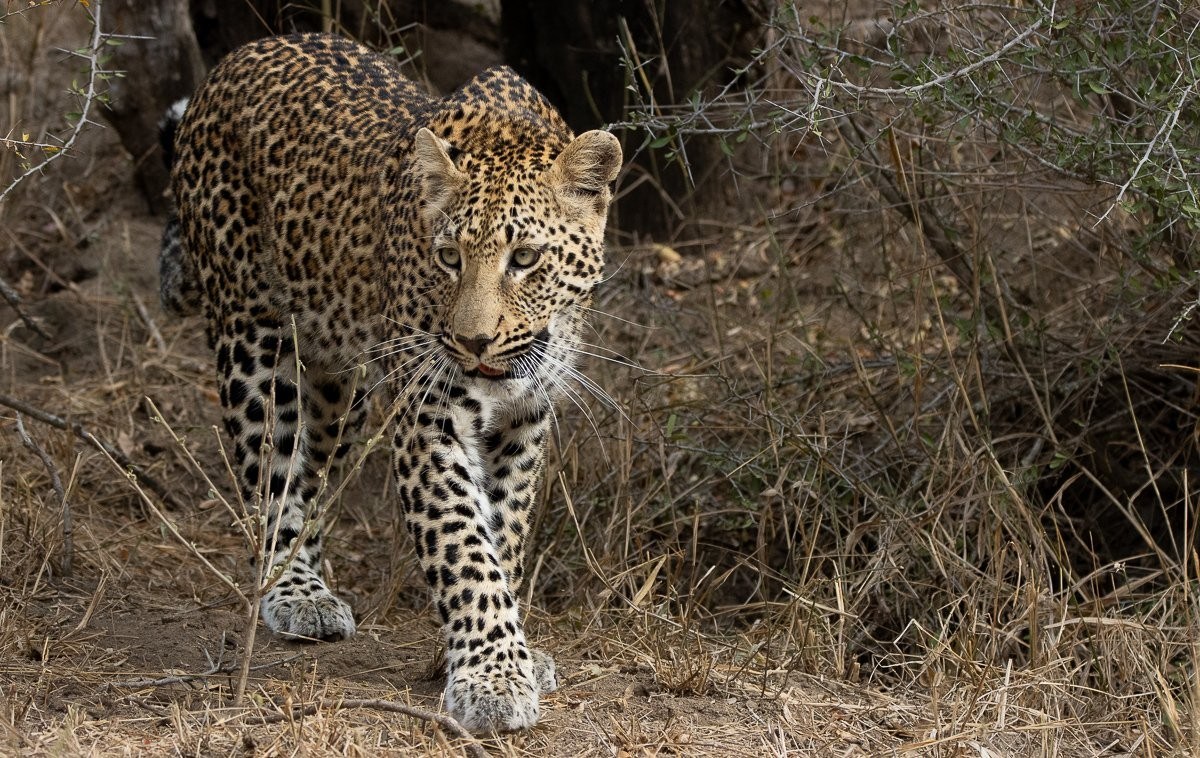 Sabi Sabi Ronald Mutero Khurhula Sabi Sabi Ronald Mutero Khurhula