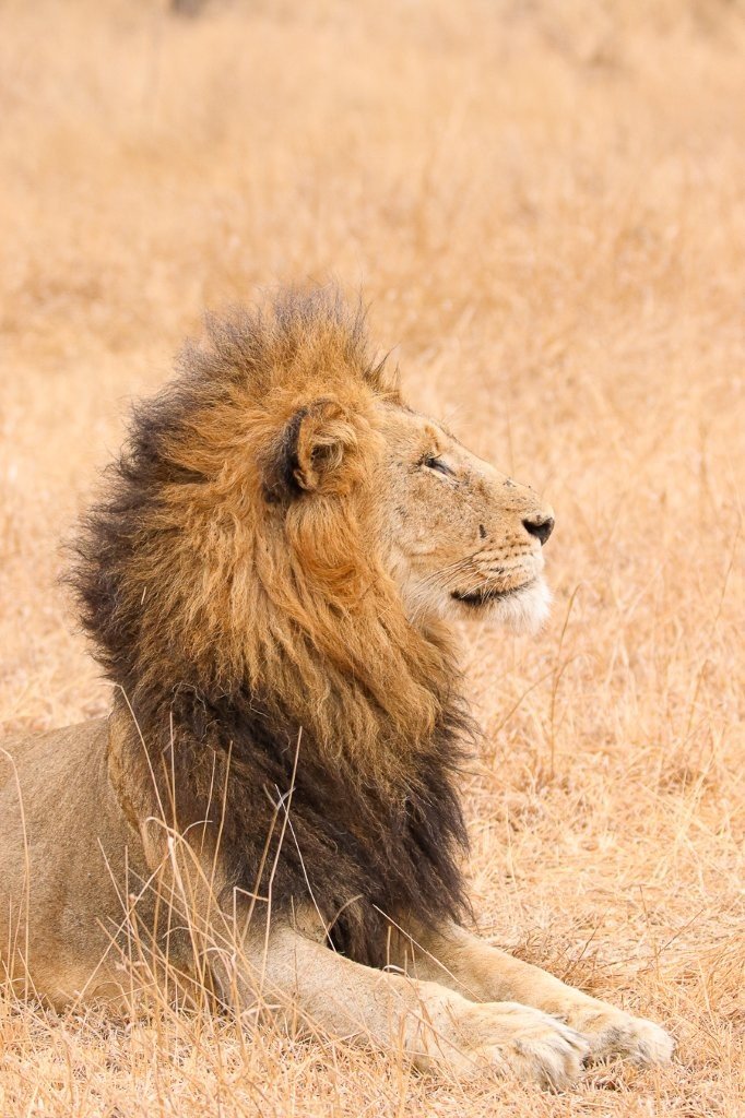Sabi Sabi Jana Du Plessis Gijima Lion Sabi Sabi Jana Du Plessis Gijima Lion