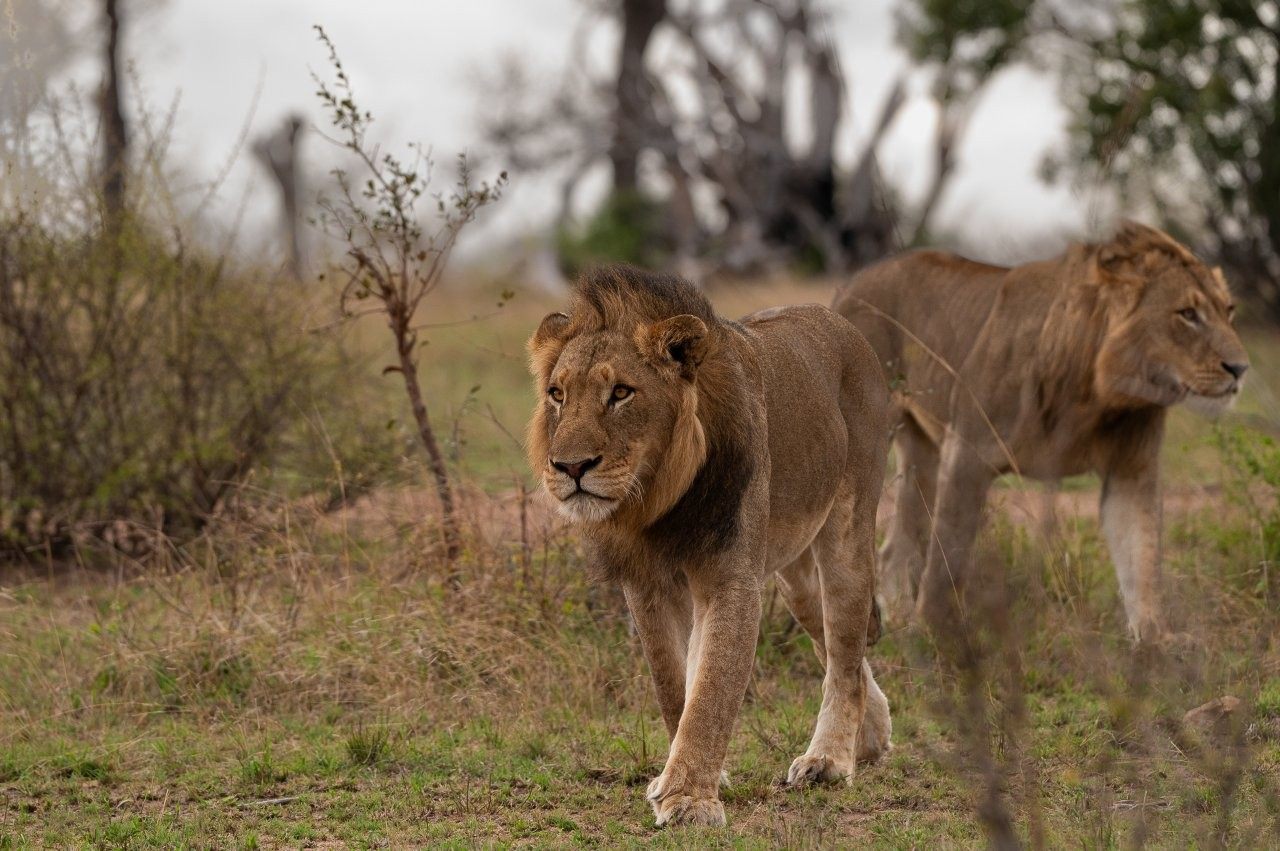 Two male lions prowl the savanna. Two male lions prowl the savanna.