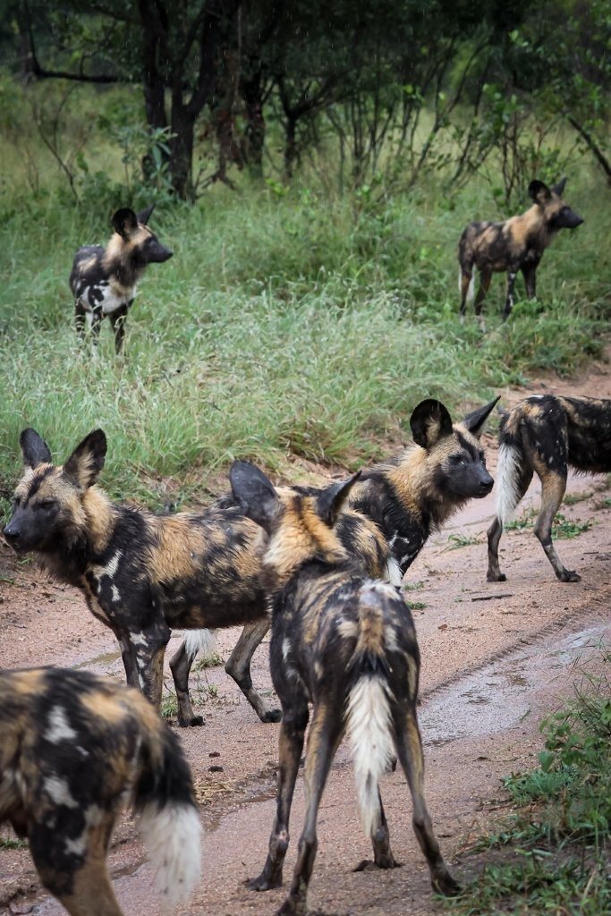 Sabi Sabi Jan Nel Wild Dog Pack Members