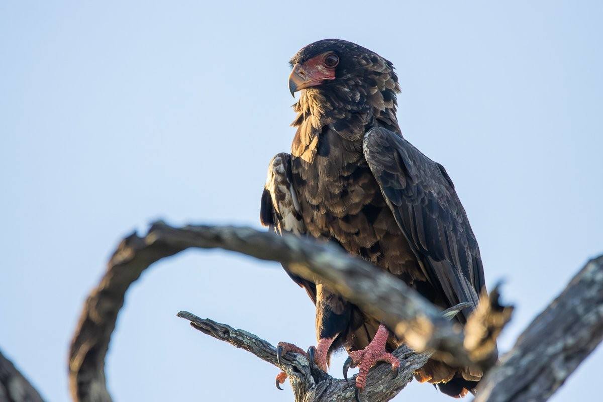 Sabi Sabi Ronald Mutero Juvenile Bateleur Eagle