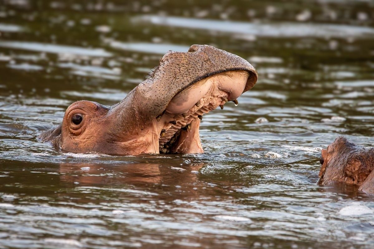 Adult hippo surrounded by family members in a tranquil waterhole setting.