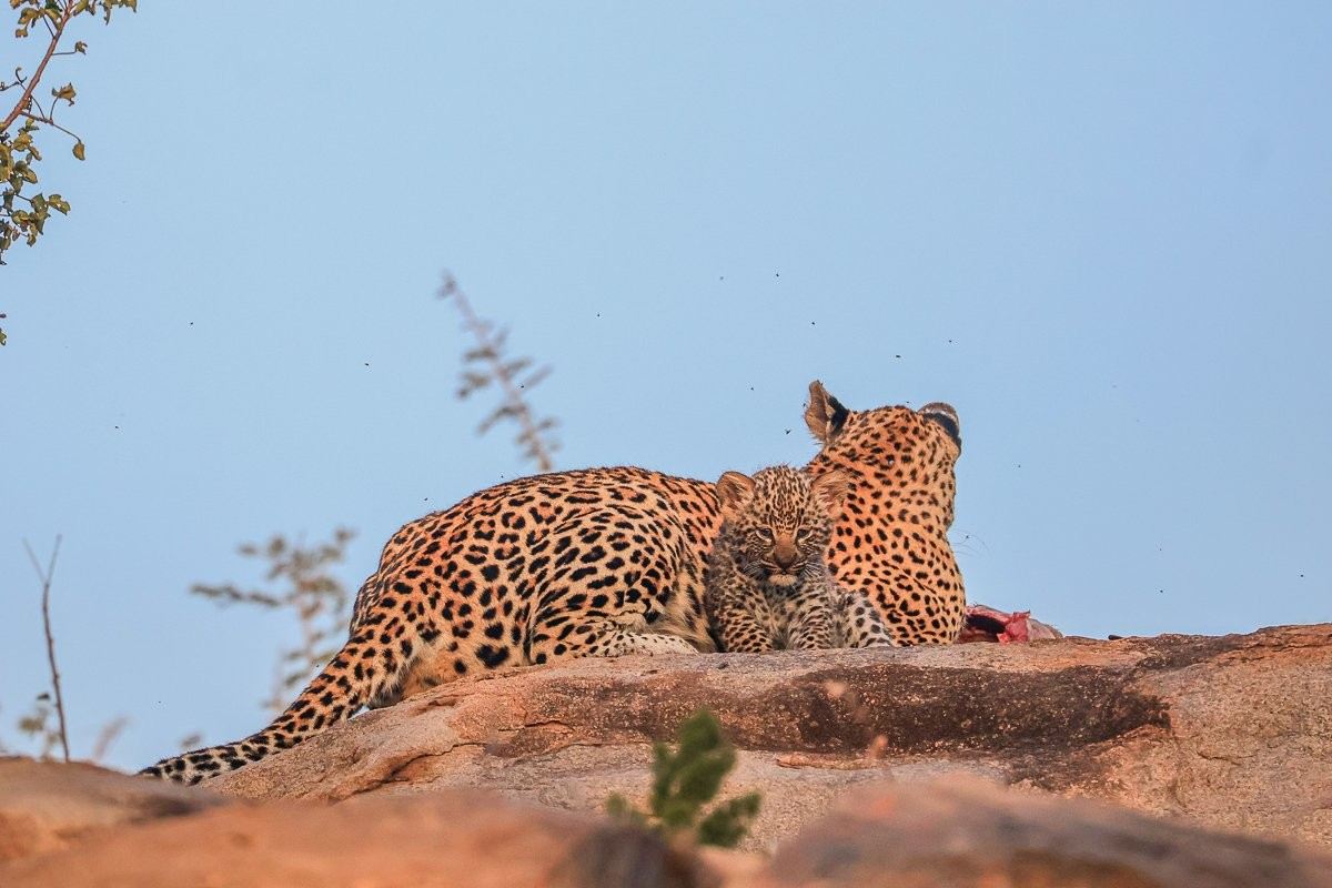 Sabi Sabi Ruan Mey Golonyi Leopard Den Area