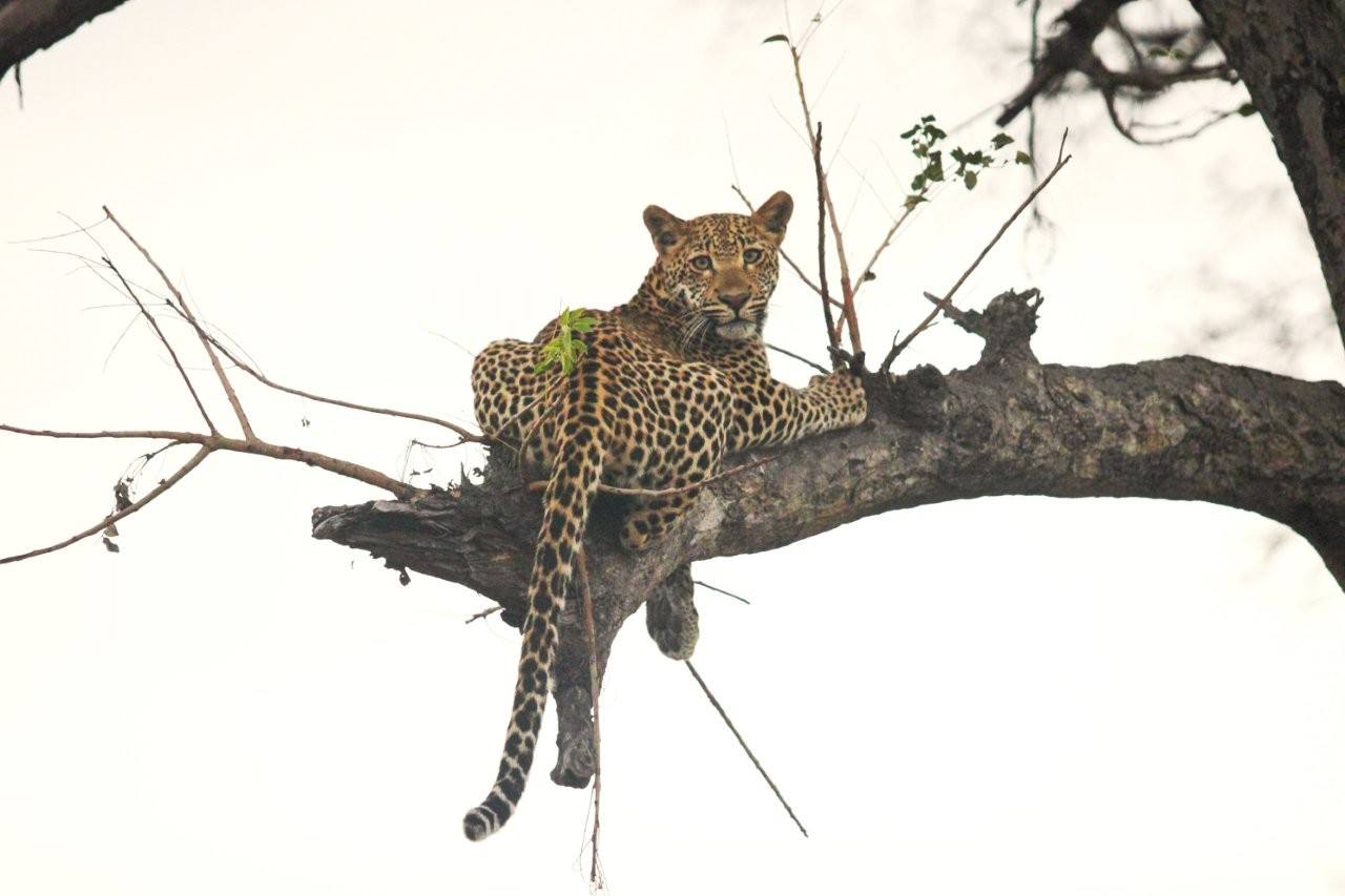 Young leopard cub learning feeding skills while perched in a tree with its mother.