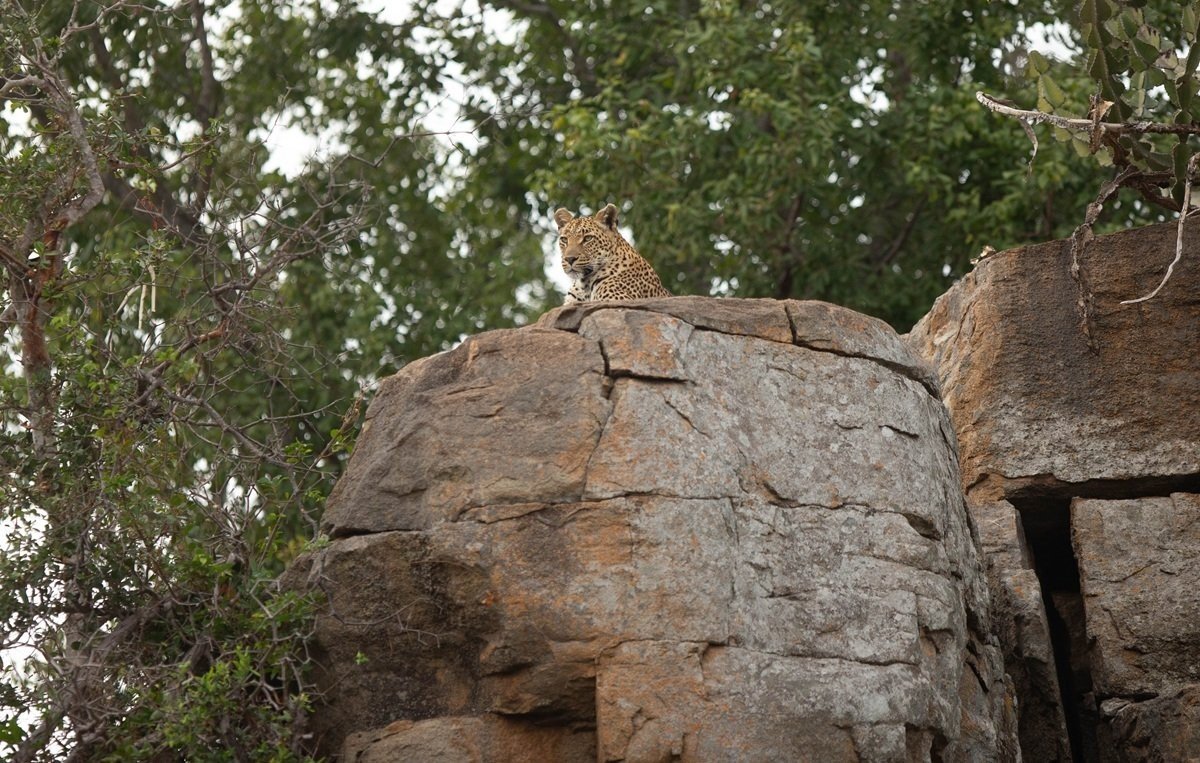 Golonyi's leopard cub emerging from a rocky crevice.