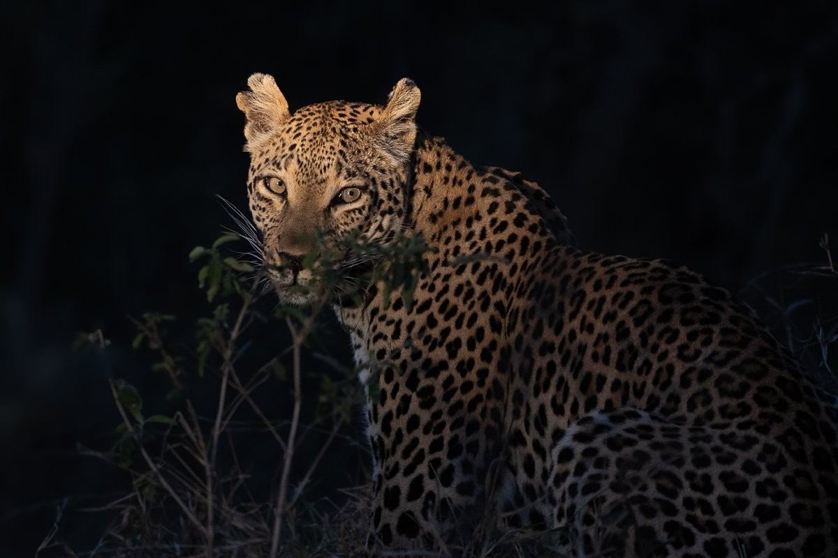 Ntsumi female leopard patrolling her territory at sunset.