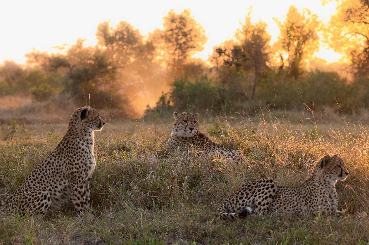 Three young cheetah siblings resting together after a successful hunt.