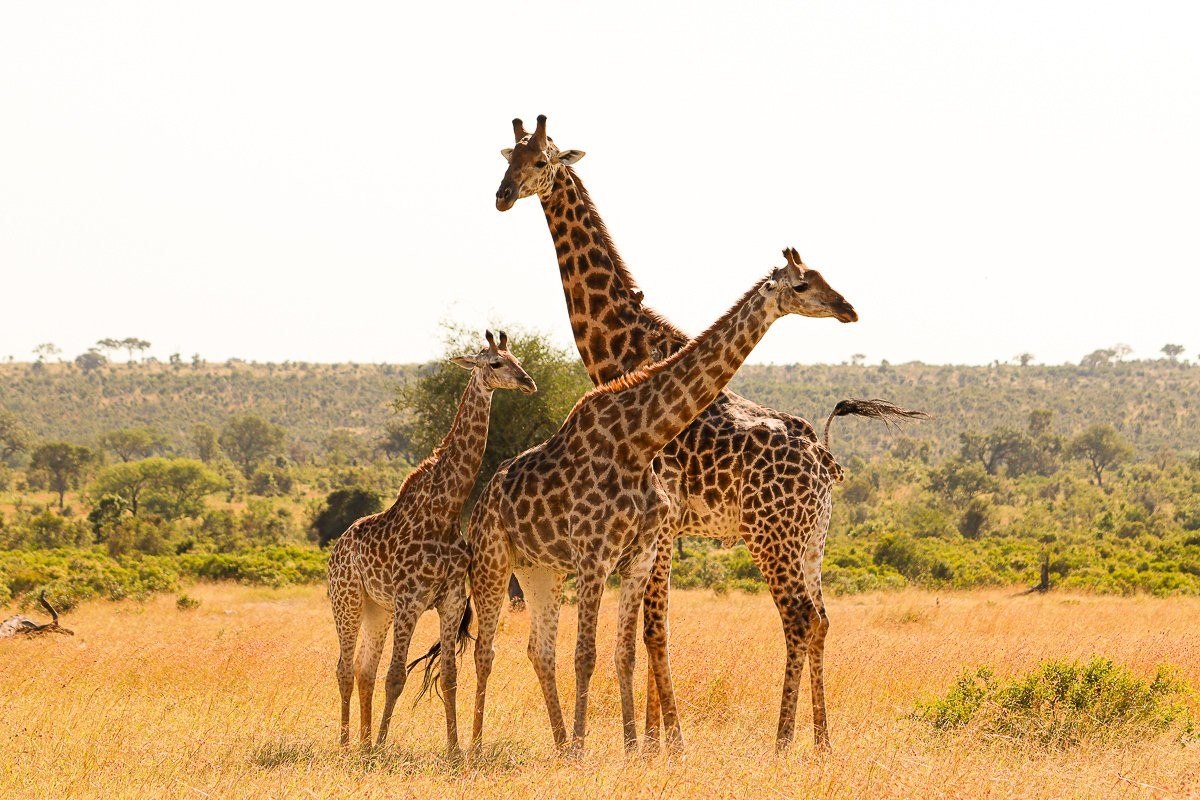 A giraffe cow with her calf while an adult bull follows closely through the bushveld.