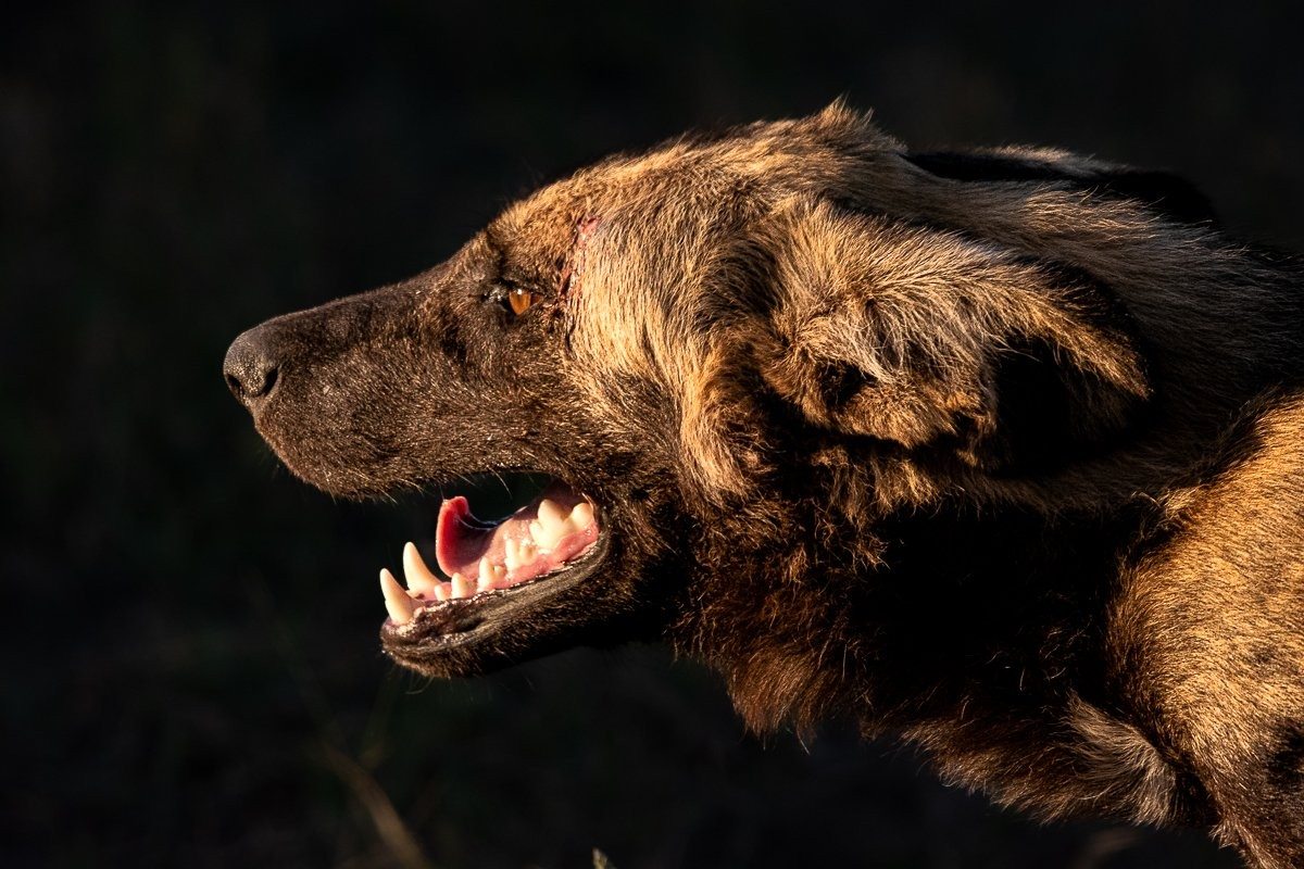Close-up of African wild dog in the African wilderness