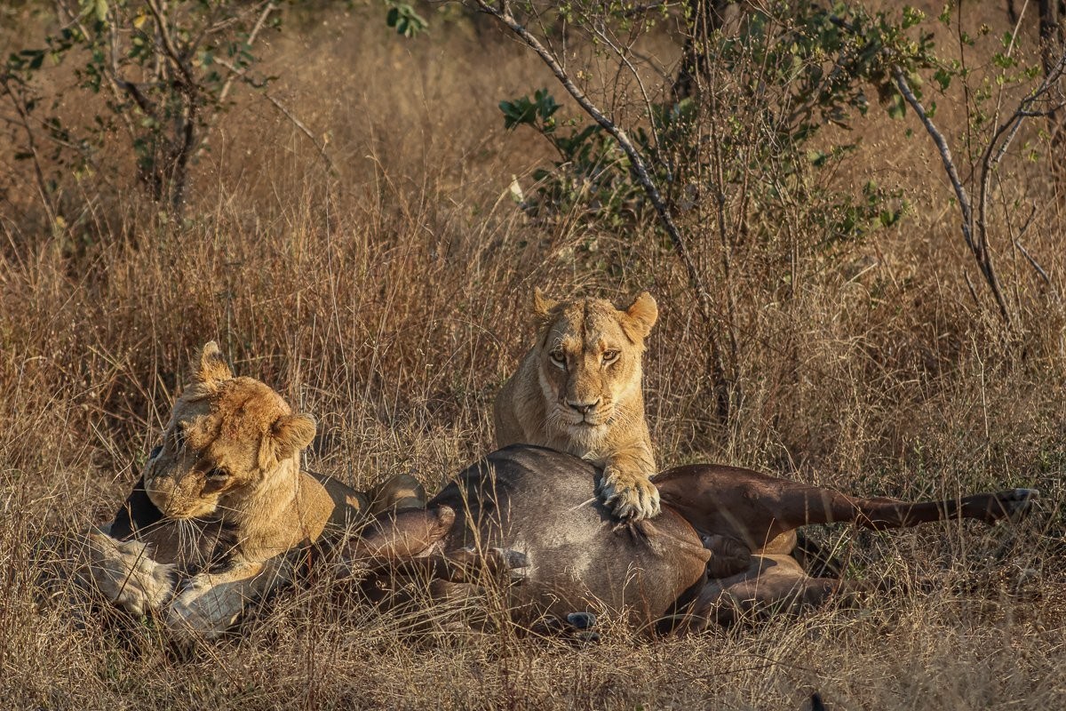 Southern Pride lioness bringing down a blue wildebeest