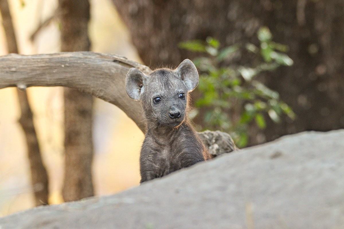 Two young hyena cubs playing at the entrance to their den