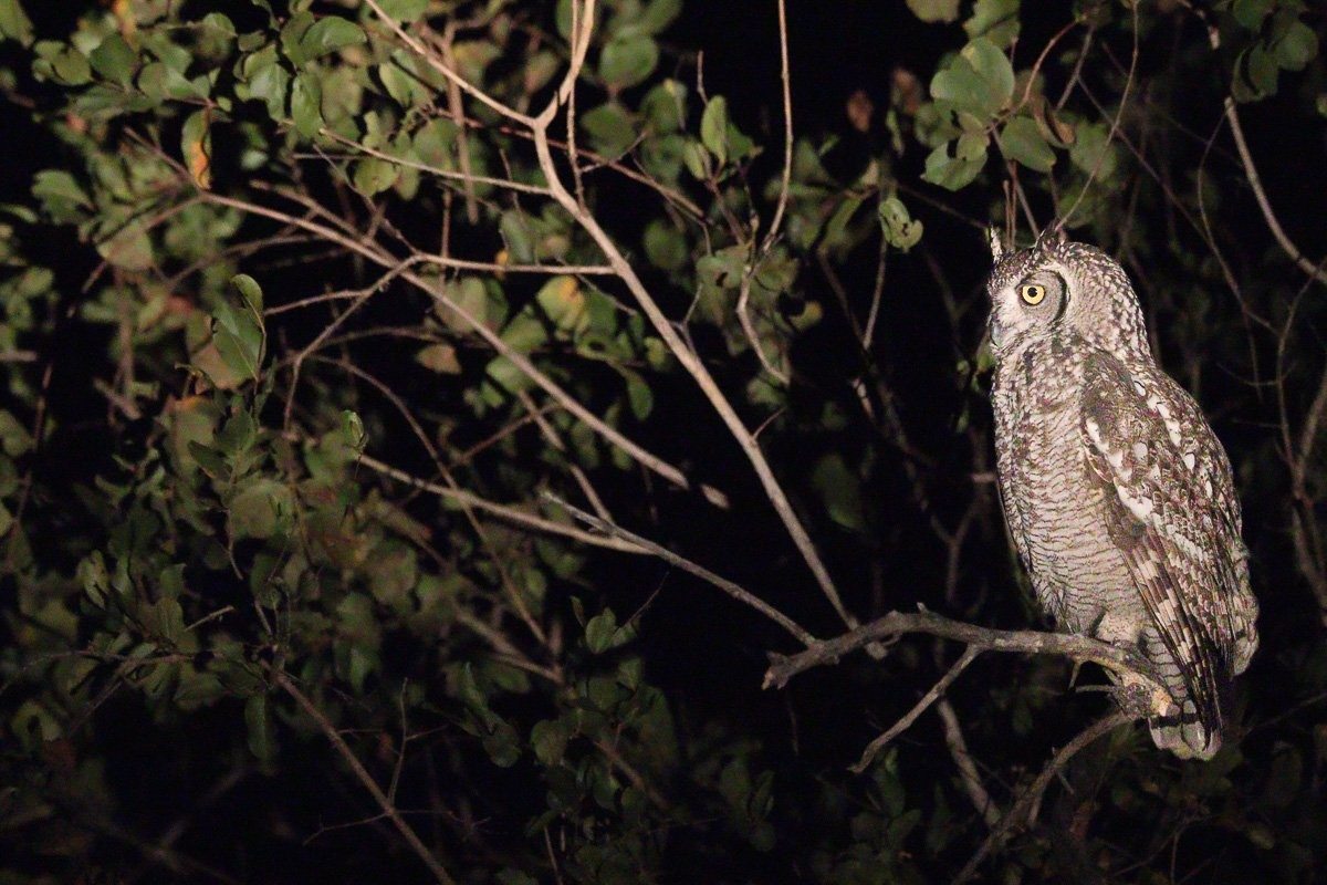 Sabi Sabi Jana Du Plessis Spotted Eagle Owl Perched On Branch