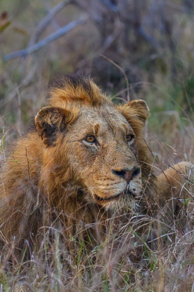 Sabi Sabi Ruan Mey Nwaswishaka Male Lions Tracking Buffalo Herd Sabi Sabi