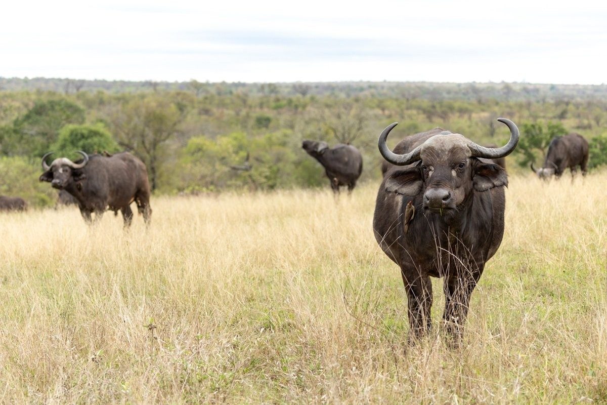 Large buffalo herd gathered together in the African bush.