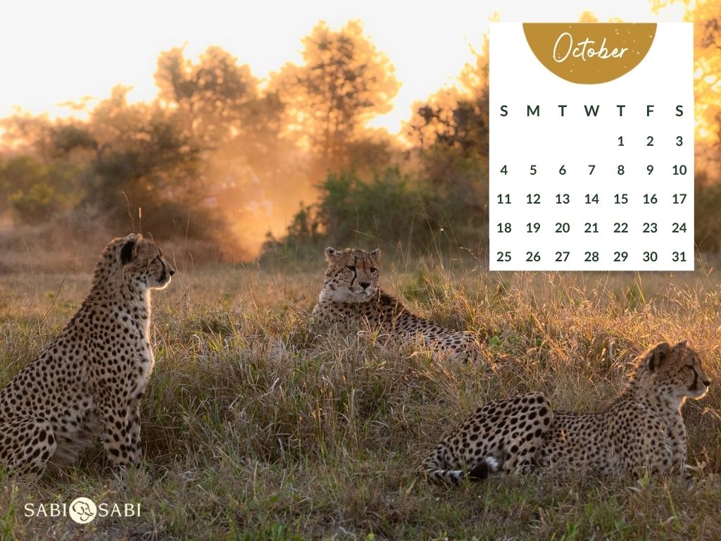 Sabi Sabi   Desktop Calendar   October 2026