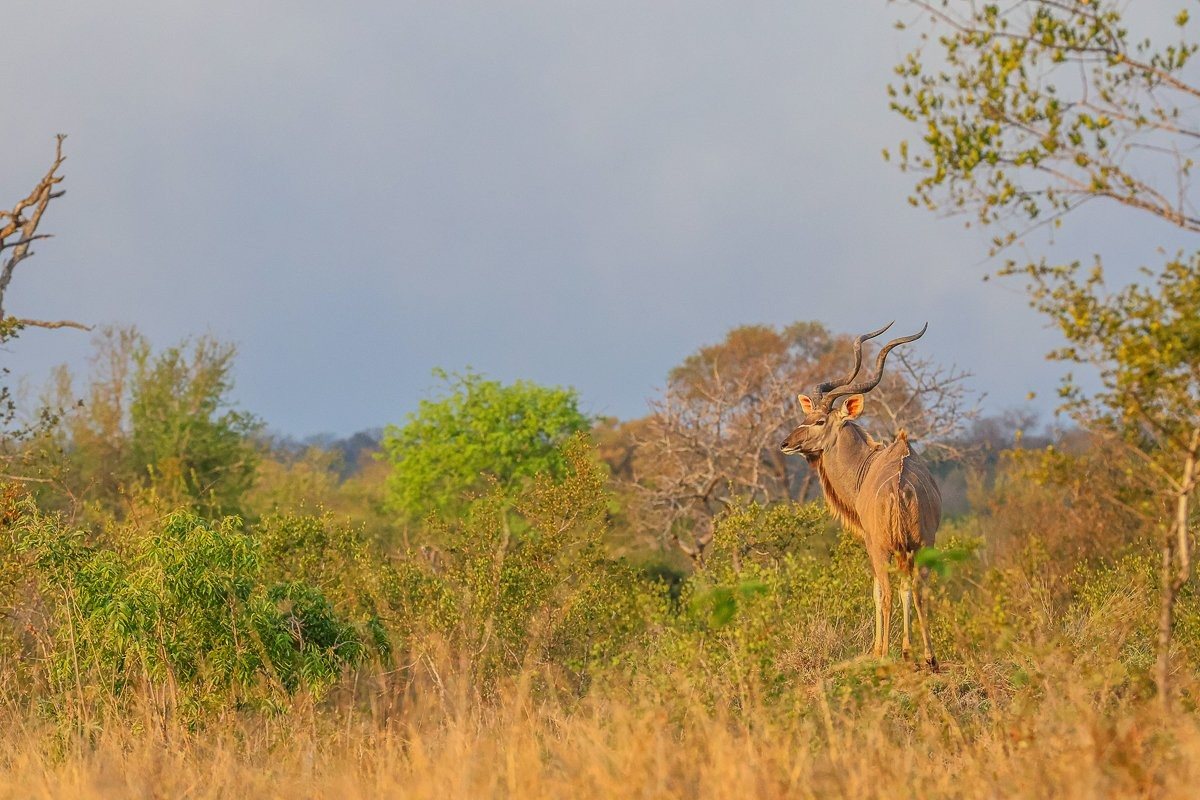 Kudu bull standing on a termite mound in the late-afternoon light