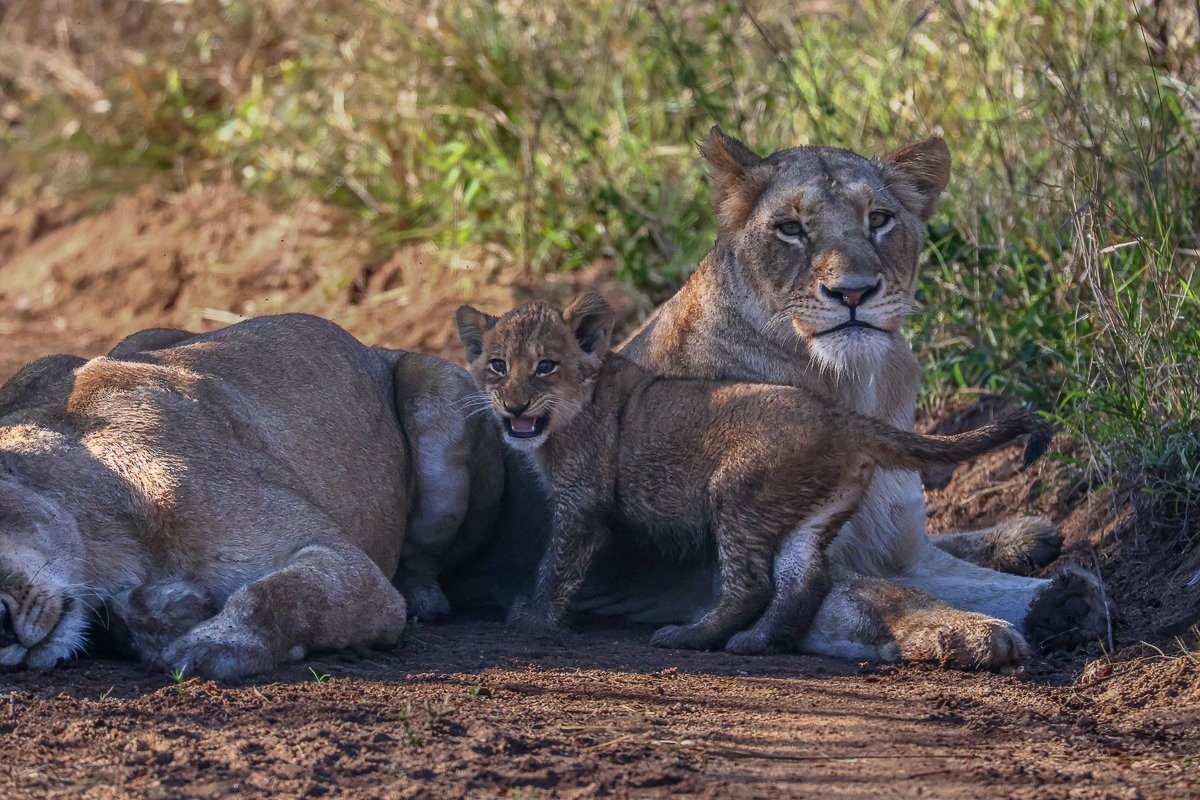 Southern Pride lionesses resting with a young cub after emerging from the vegetation