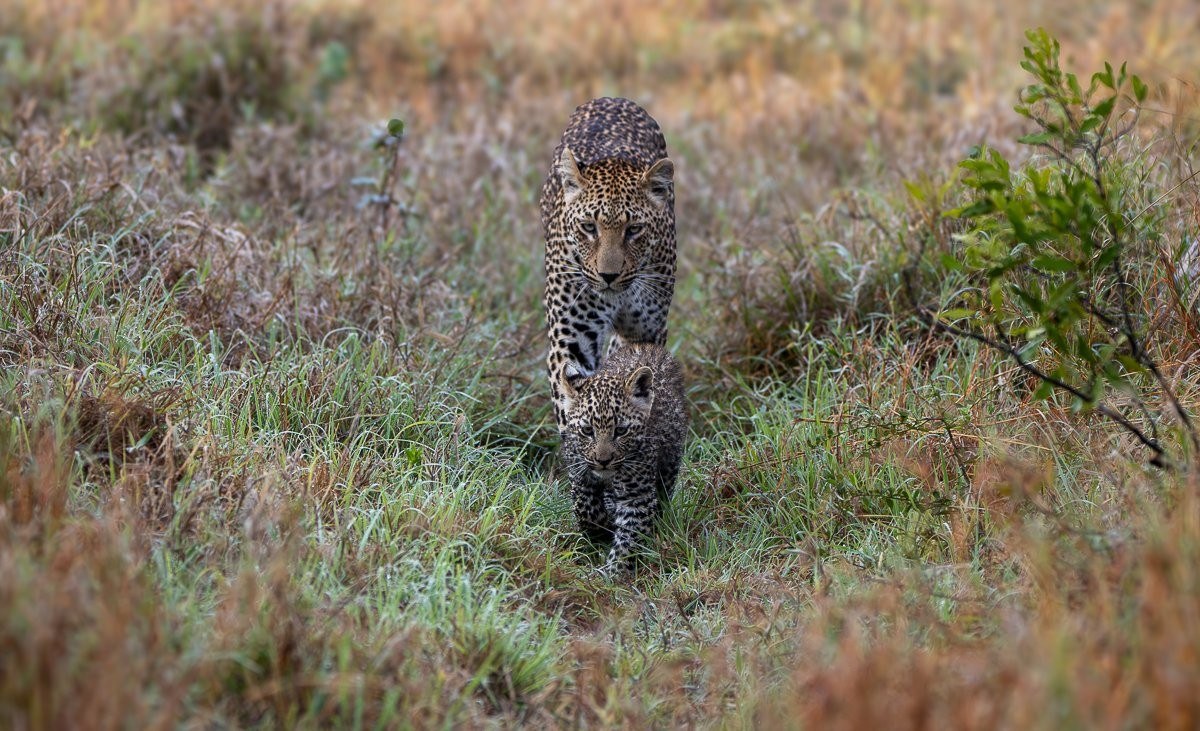 Kurhula’s leopard cub staying close as it learns by following its mother