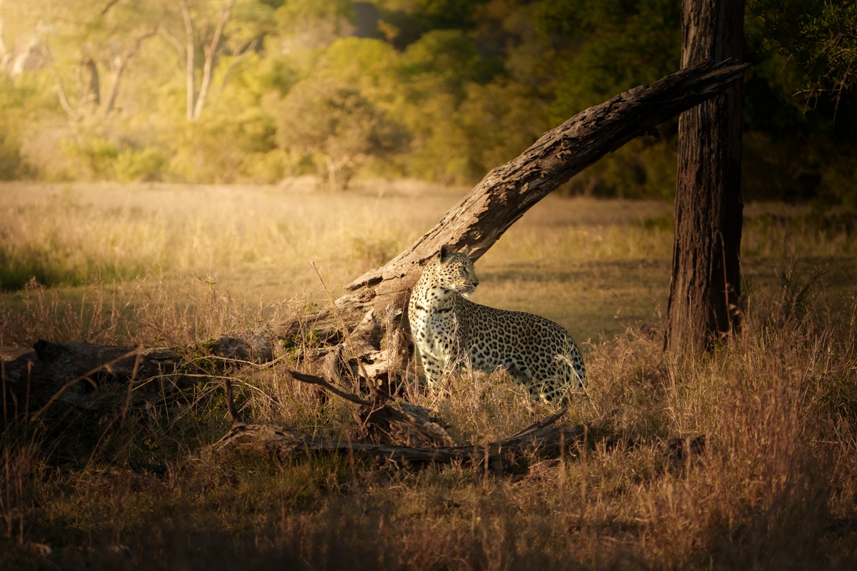 Golonyi the leopard softly calls for her cub
