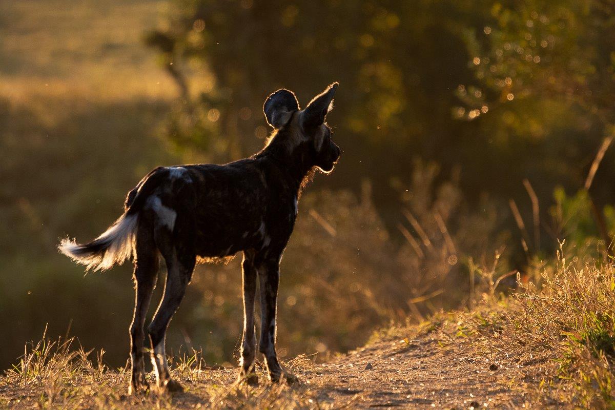 We found two Wild Dogs during our afternoon safari as they were resting in a Tamboti thicket.