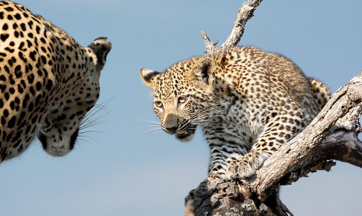 Ntsumi's cub looks hopefully at her mother. Ntsumi's cub looks hopefully at her mother.