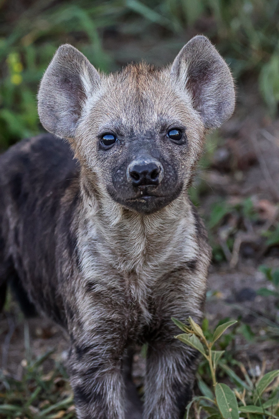 A young hyena came to inspect us. A young hyena came to inspect us.