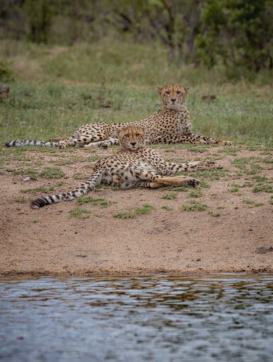 Two cheetahs check us out as they recline on the banks of a river. Two cheetahs check us out as they recline on the banks of a river.