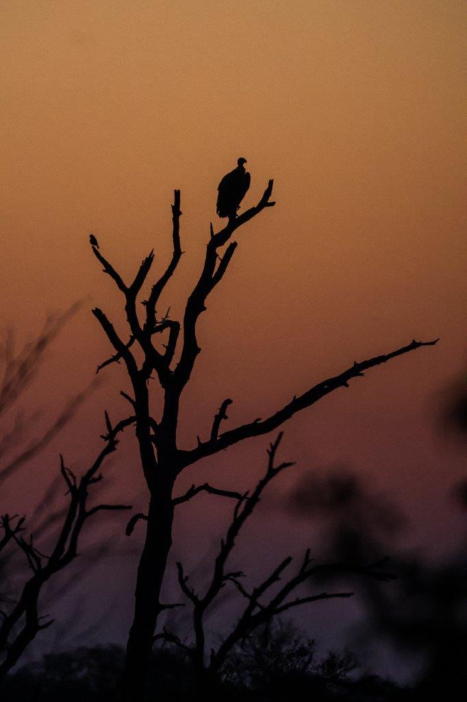 Ruan Mey Sunset Sabi Sabi