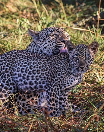 Tengile female cleaning her cub Tengile female cleaning her cub