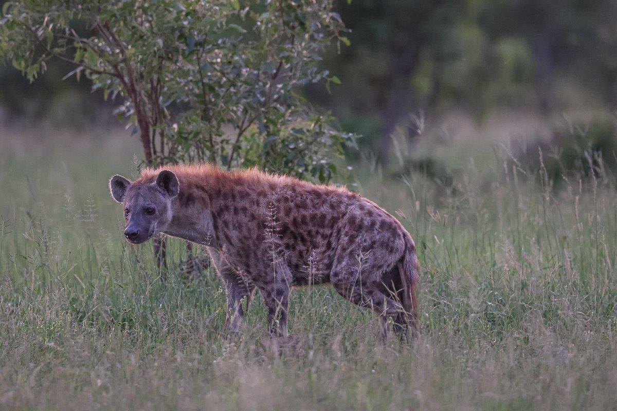 Sabi Sabi Ruan Mey Hyena Sabi Sabi Ruan Mey Hyena
