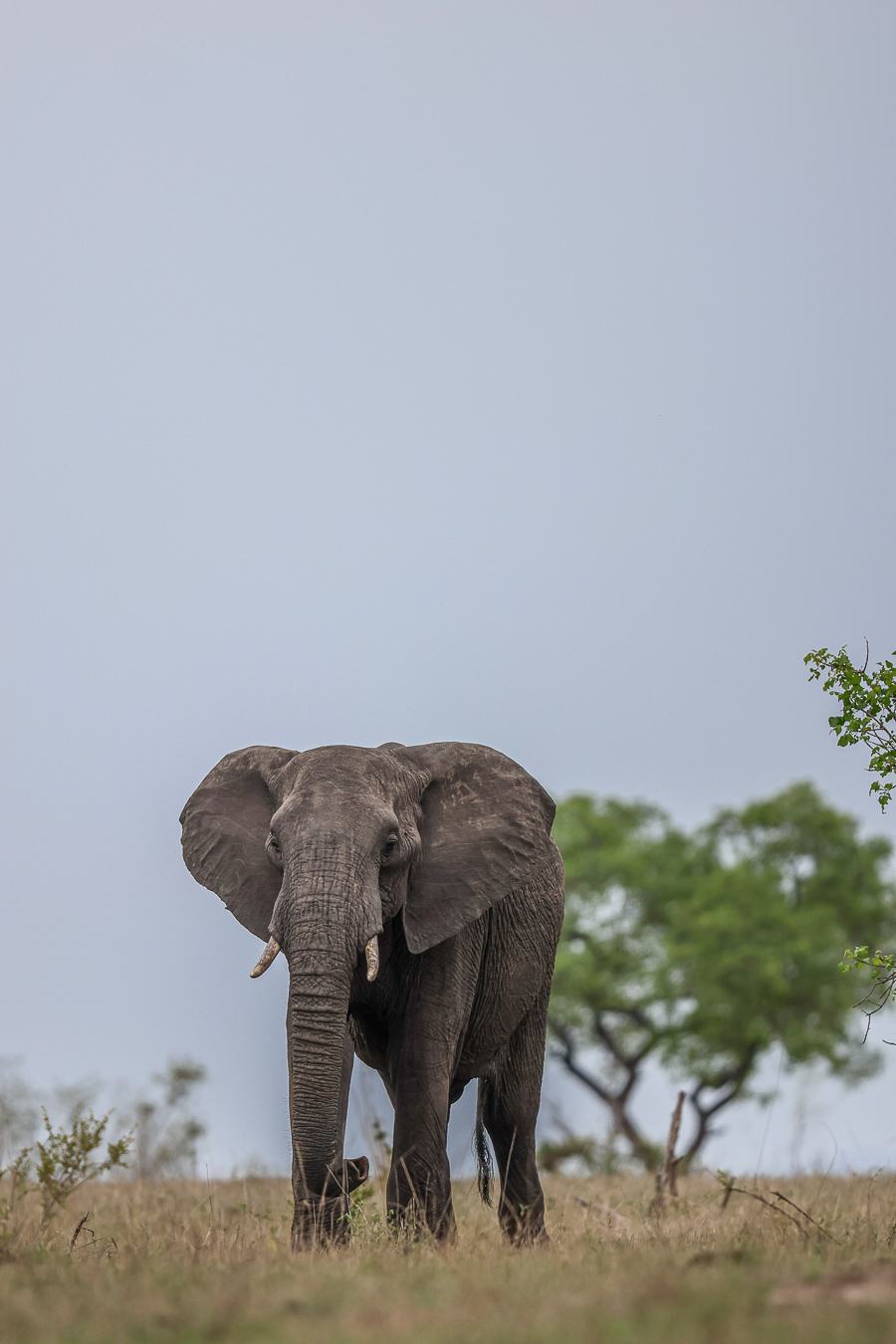 A bull elephant in the wild. A bull elephant in the wild.