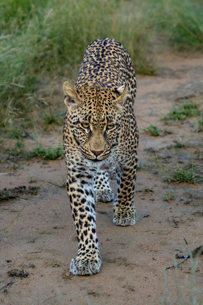 Mgiba walks through the bush near Sabi Sabi. Mgiba walks through the bush near Sabi Sabi.