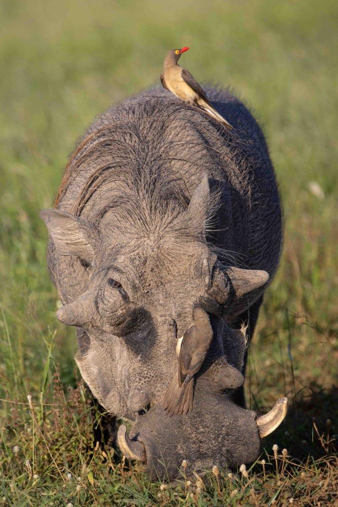 An ox pecker eats the pests from a warthog's head. An ox pecker eats the pests from a warthog's head.
