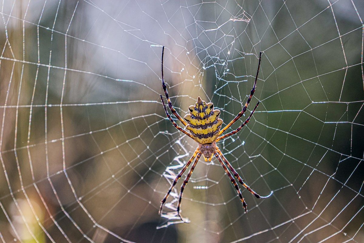 A garden orb web spider. A garden orb web spider.