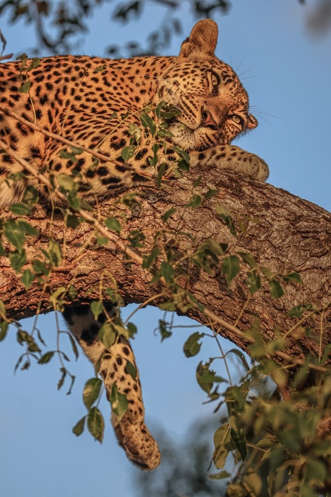 Golonyi rests her head on a tree. Golonyi rests her head on a tree.