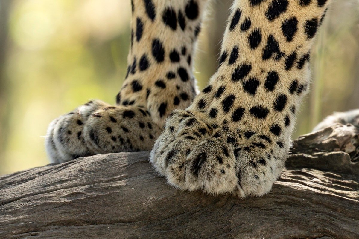 Sabi Sabi Benjamin Loon Ntsumi Female Leopard Paws Sabi Sabi Benjamin Loon Ntsumi Female Leopard Paws