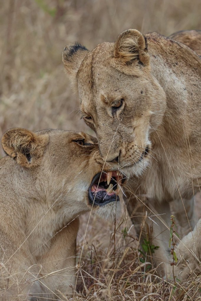 Sabi Sabi Ruan Mey Msuthlu Pride Bonds Sabi Sabi Ruan Mey Msuthlu Pride Bonds