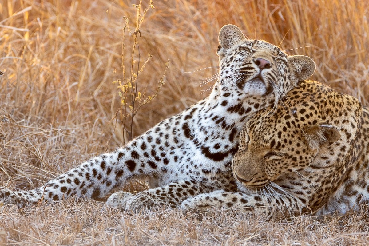 Sabi Sabi Ronald Mutero Goloyni Bonds Sabi Sabi Ronald Mutero Goloyni Bonds