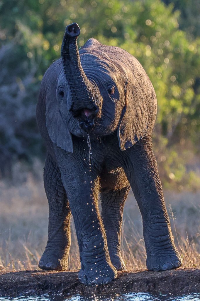 Sabi Sabi Ruan Mey Elephant Calf Drinks Water Sabi Sabi Ruan Mey Elephant Calf Drinks Water