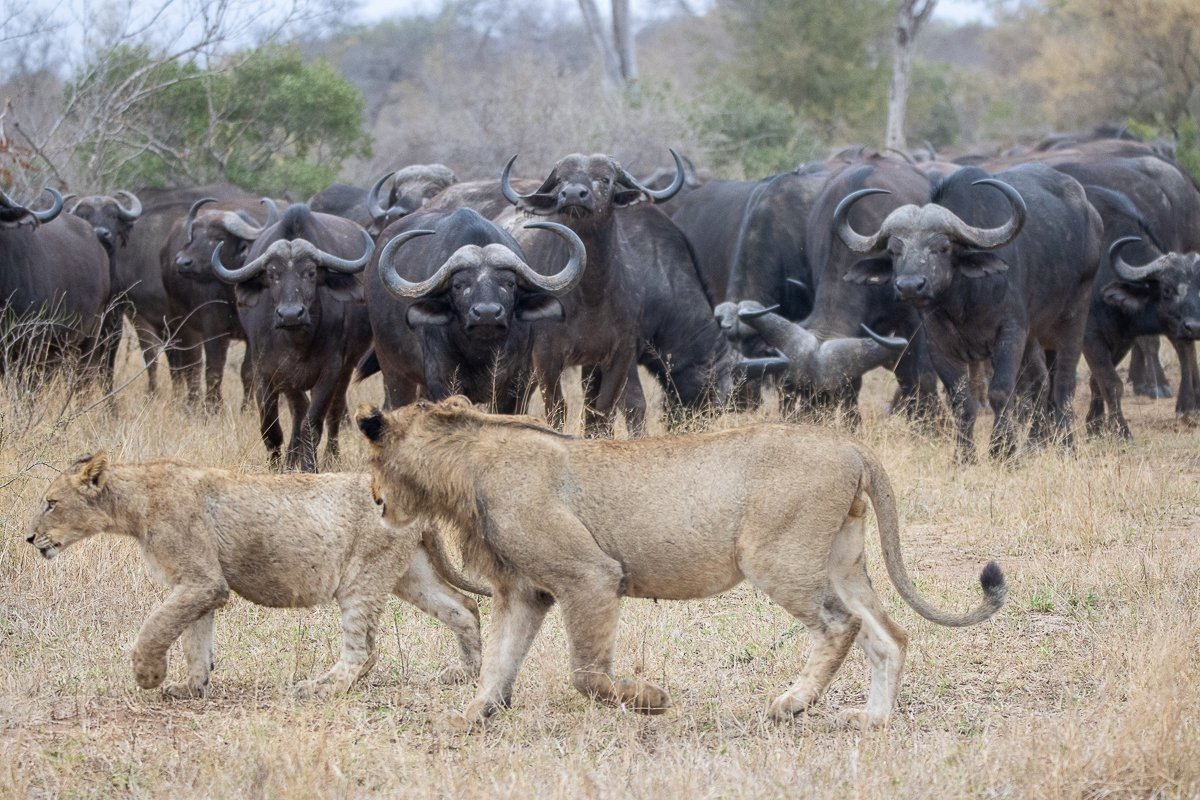 Sabi Sabi Ronald Mutero Msuthlu Pride Vs Buffalo Sabi Sabi Ronald Mutero Msuthlu Pride Vs Buffalo