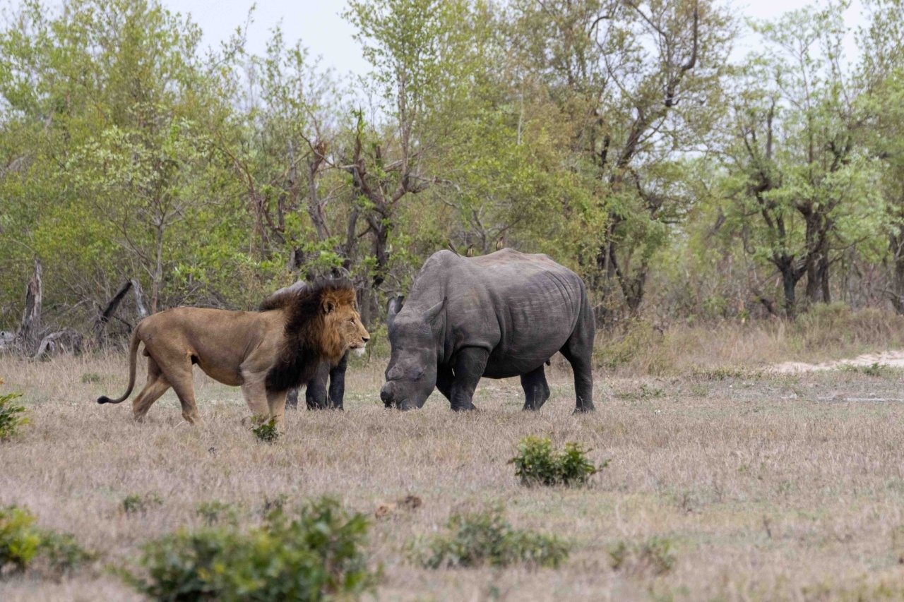 A lion meanders through the wilderness where two rhinos are grazing. A lion meanders through the wilderness where two rhinos are grazing.