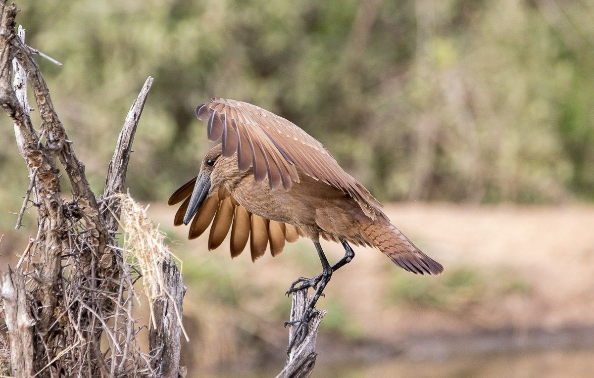 A Hamerkop hunts along the muddy edge of a waterhole, searching for fish or frogs.